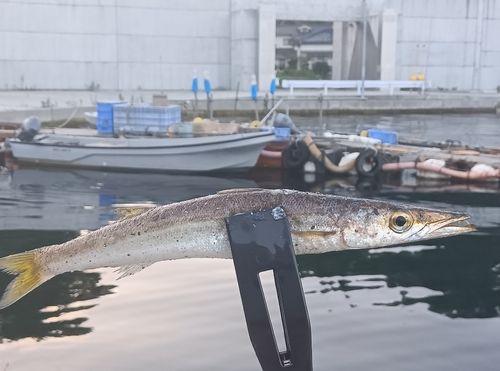 カマスの釣果
