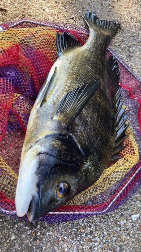 チヌの釣果