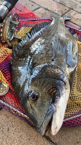 チヌの釣果