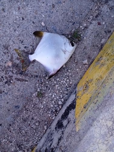 ヒメツバメウオの釣果