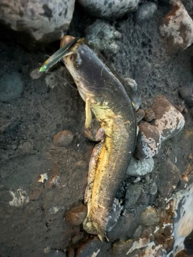 ナマズの釣果
