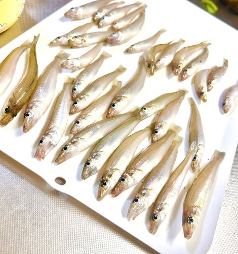 シロギスの釣果