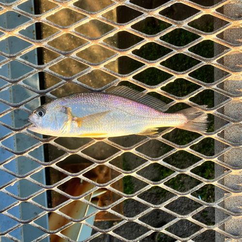 シログチの釣果