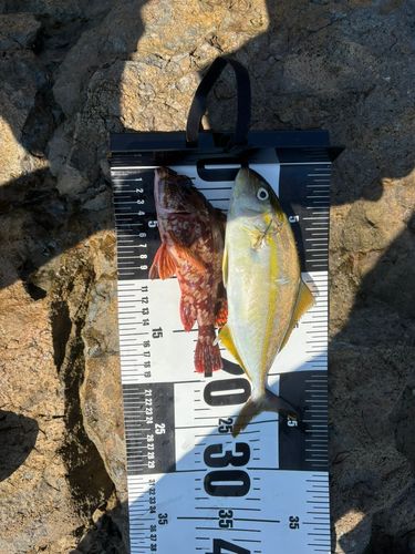 ショゴの釣果
