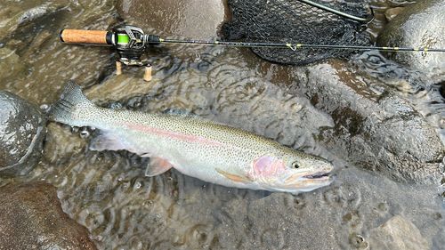 ニジマスの釣果