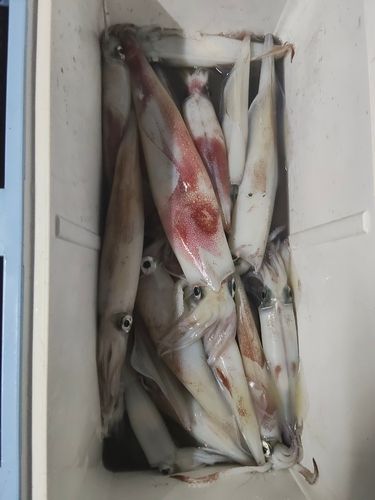 ケンサキイカの釣果