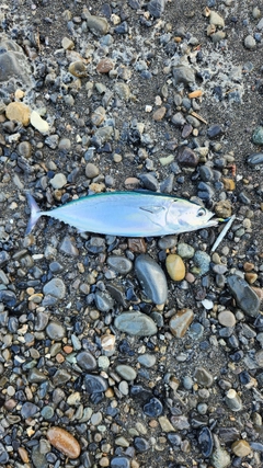 ヒラソウダの釣果