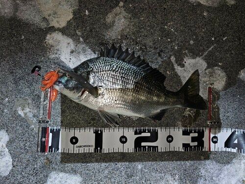 クロダイの釣果