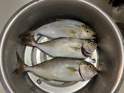 ショゴの釣果