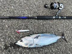 ソウダガツオの釣果