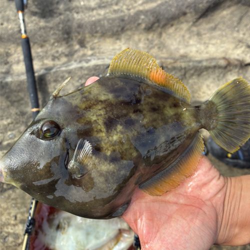 カワハギの釣果