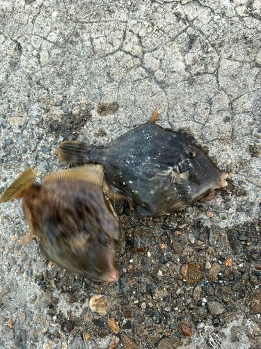 カワハギの釣果