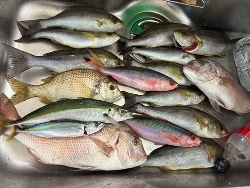 マダイの釣果