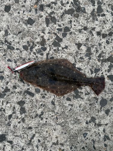 ソゲの釣果