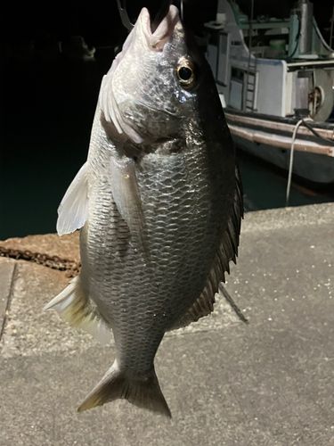 キビレの釣果