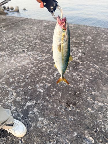 ワカシの釣果