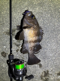 メバルの釣果