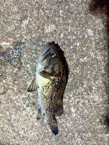 クロソイの釣果