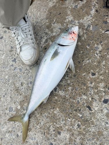 イナダの釣果