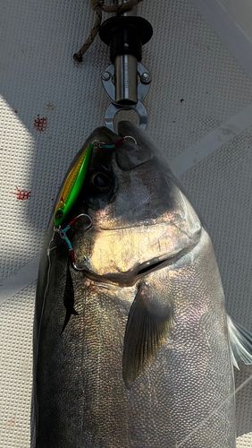 カンパチの釣果