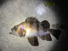メバルの釣果