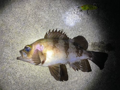 メバルの釣果