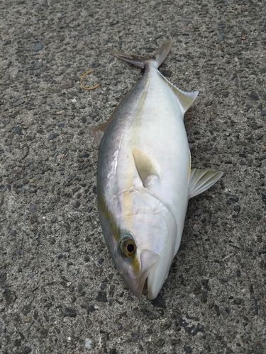 ネリゴの釣果