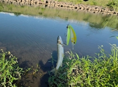 アユの釣果