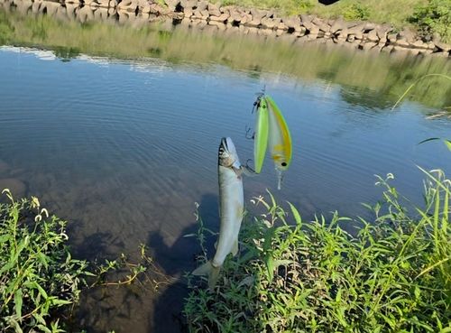 アユの釣果