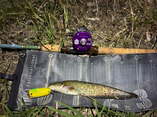 ナマズの釣果