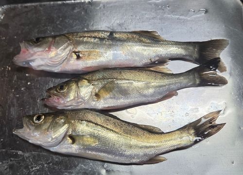 セイゴ（マルスズキ）の釣果