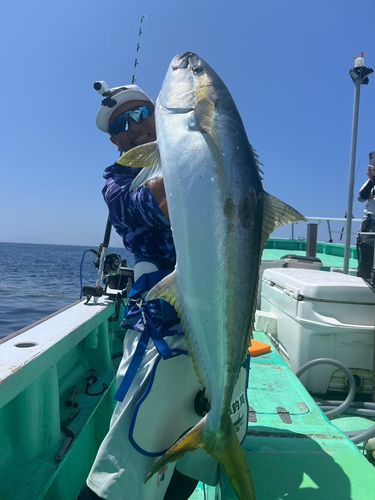 ヒラマサの釣果