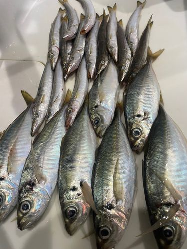 アジの釣果