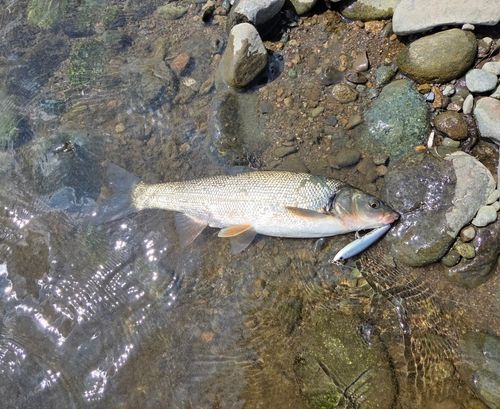 ウグイの釣果