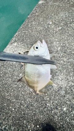 メッキの釣果