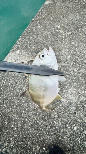 メッキの釣果