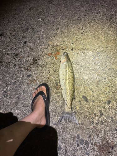 カマスの釣果