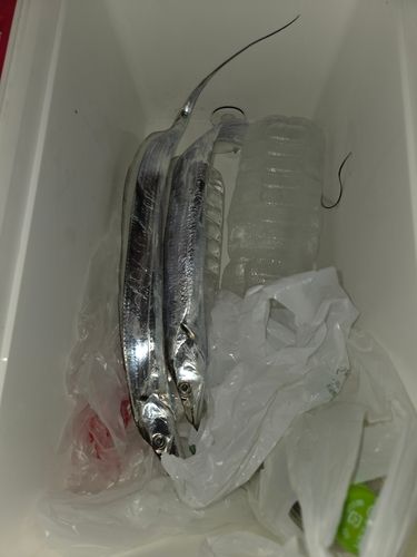 タチウオの釣果