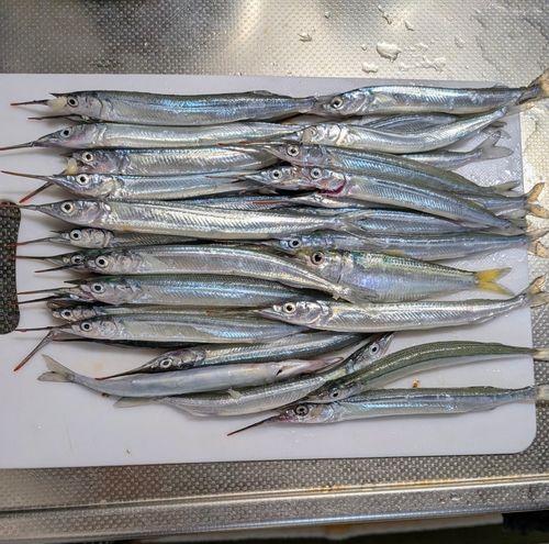 サヨリの釣果