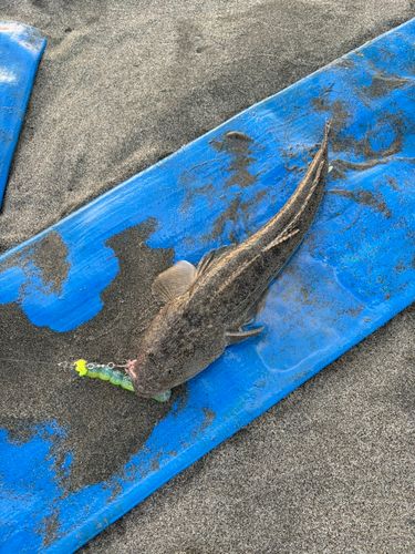 マゴチの釣果