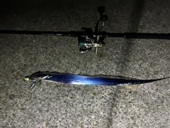 タチウオの釣果