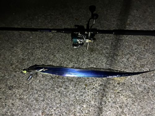 タチウオの釣果