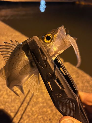 セイゴ（タイリクスズキ）の釣果