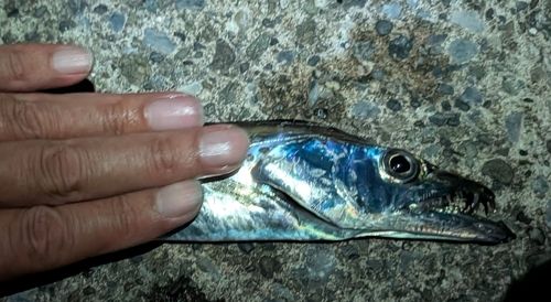 タチウオの釣果