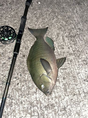 メジナの釣果