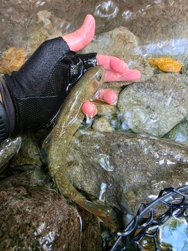イワナの釣果