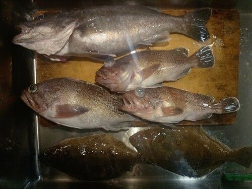 アラの釣果