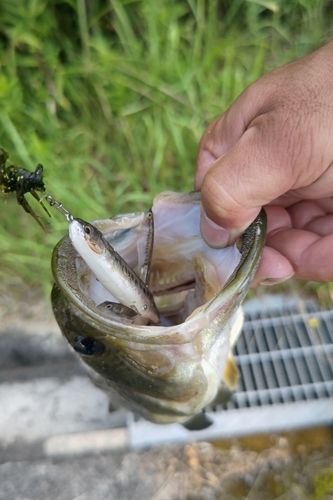 ブラックバスの釣果