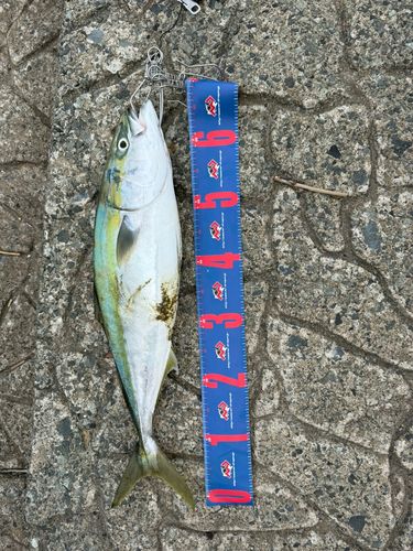 ワラサの釣果