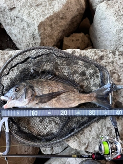チヌの釣果